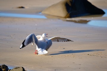 Couple of seagull fighting