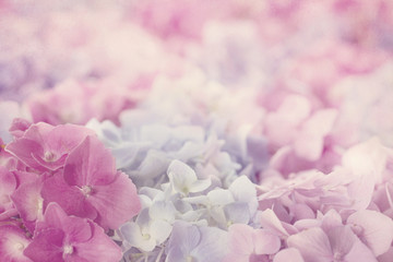 Pink hydrangea flowers