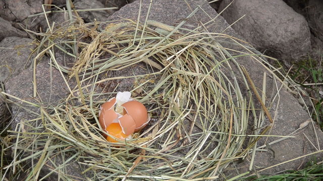 Straw bird nest on stone and chicken hen egg fall and break up