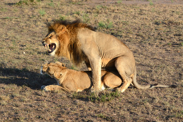 Fototapeta na wymiar Löwenpaarung