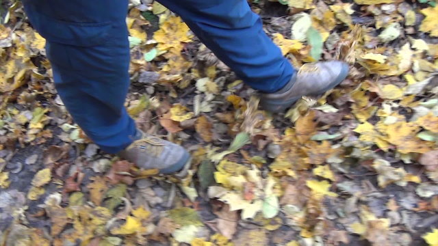 Follow man legs walk between colorful autumn leaves