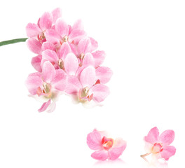 Obraz na płótnie Canvas Orchid, Orchidee, isolated
