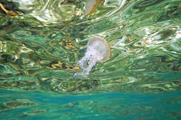 Jellyfish under water surface