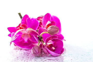 Pink orchid with dew and reflection