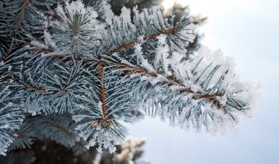 Spruce branches covered with snow, Branch of fir tree in snow