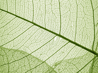 green leaf texture