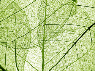 green leaf texture - detail