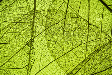 green leaf texture - in detail