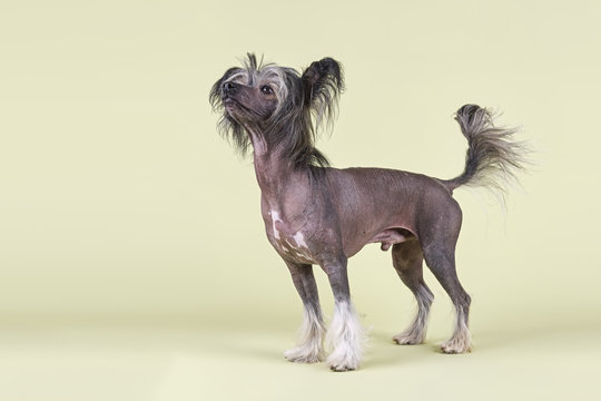 Hunde-Chinese-Crested-10223
