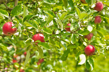 Closeup of a red apples on a tree at orchard