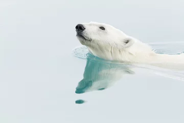 Crédence de cuisine en verre imprimé Cercle polaire Ours polaire