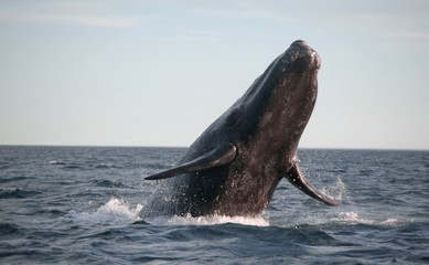 Powerful southern right whale jumping