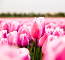 pink tulip in a tulip field