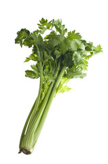Stalk of celery