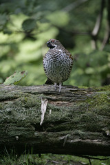 Hazel grouse, Bonasa bonasia