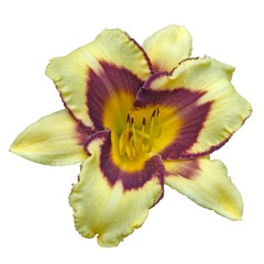 Lily Flower Isolated