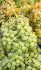 group of organic green and yellow grapes