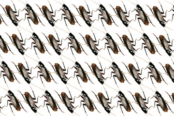 Cockroach infestation concept