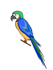 A parrot macaw isolated on a white background