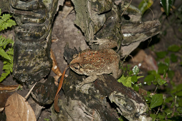 Naklejka premium Tropical frog