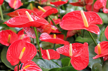 colorful red anthurium close-up - obrazy, fototapety, plakaty