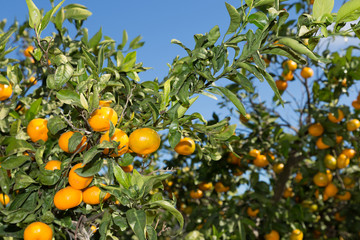 Mandarinos in Valencia