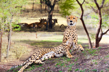 Lying Cheetah (Acinonyx jubatus)