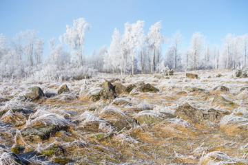 Frozen moor
