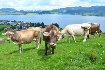 Fototapeta na wymiar Swiss cows.. .... .. ........ ........ ..Find Similar Images ..