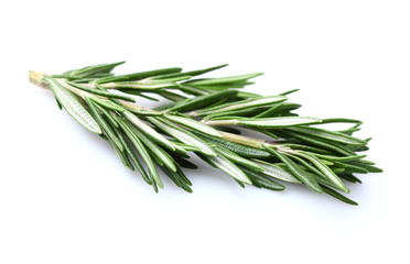 Rosemary in closeup