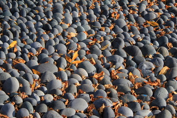 Fototapeta premium Smooth rocks and Fall leaves
