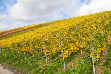 Vineyards in autumn