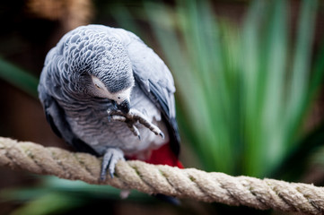 Perroquet gris du gabon