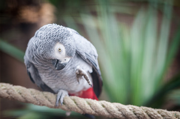 Perroquet gris du gabon