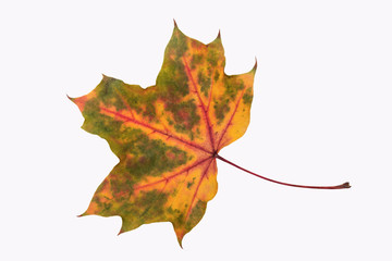 autum leaf (isolated)