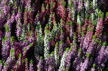 Blüten des Heidekrauts Erika