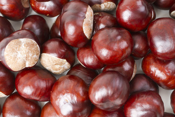 Horse chestnuts