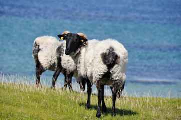 Obraz premium Flock of sheep, Mannin Bay (Ireland)