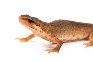 Smooth or common salamander or newt female isolated on white