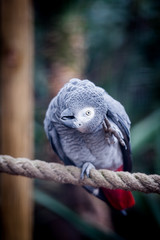 Perroquet gris du gabon