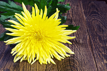 Yellow chrysanthemum