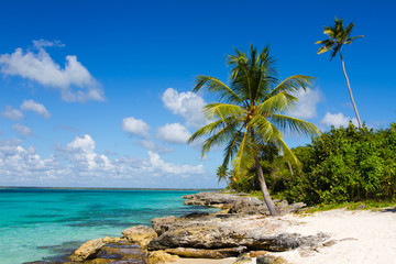 Palm tree on the tropical beach, Saona Island, Caribbean Sea