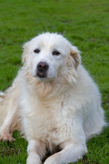Maremma sheepdog