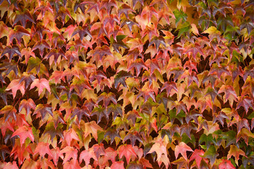 Colorful ivy on the wall in autumn