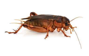black cricket isolated on white background