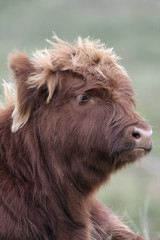 Highland cattle