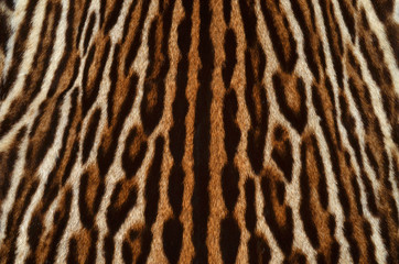 leopard fur pattern