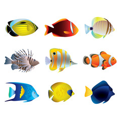 Obraz premium Tropical fishes vector set