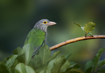 Lineated Barbet (Megalaima Lineata)