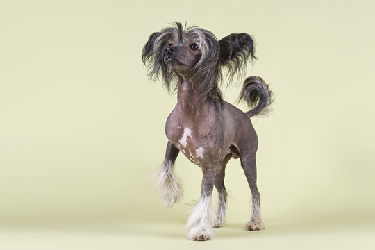 Hunde-Chinese-Crested-10243